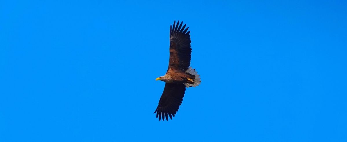 Adler über den Moorwiesen